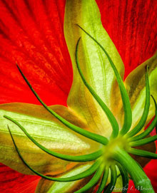 power Swamp Hibiscus by Dorotrhy Mosior