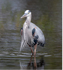 side blueheronphoto