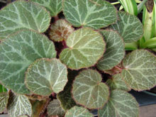 garden strawberry begonia