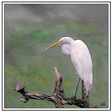 digital egret preening