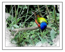 digital painted bunting