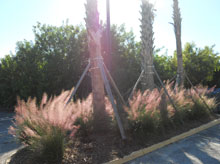 garden Muhly Grass In Bloom