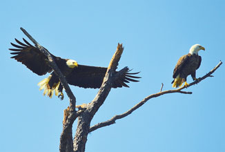 St Phillips Bald Eagles