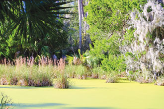 St Phillips Interior Wetlands are Perfect Hideaways for Local Alligators