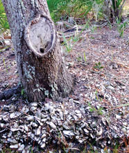 St Phillips Oyster Hummocks Mark Ancient Feast by Native Americans