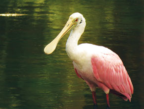 St Phillips Spoonbill