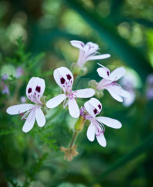 garden ghost flowers
