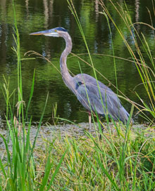 photo Heron Through the Looking Grass DaveGottschall