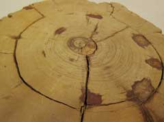 lord-rings-stump