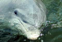 southern-ex-dolphin-head