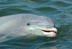 southern-ex-dolphin-head2