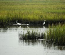 palm-key-marsh-birds
