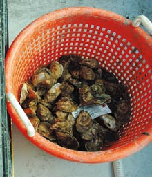 oyster-basket