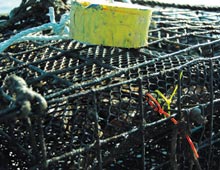 oyster-cage