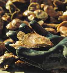 oyster-in-hand