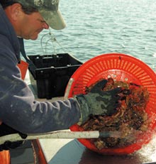oyster-rinsing-basket