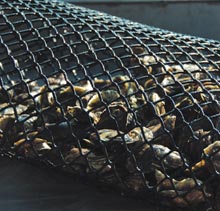oysters-in-bag