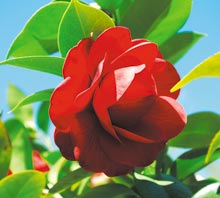 byt-beaufort-camelia