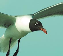 cumberland-gull