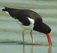 cumberland-red-beak