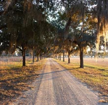 civitas-tree-road