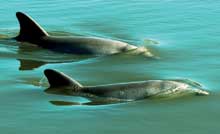 oyster-dolphins