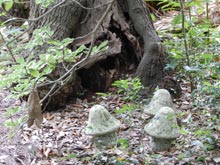 garden-mushrooms