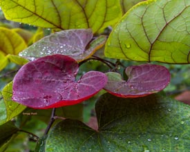 Lowcountry-Redbud-by-Gregg-Hunt
