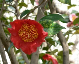 garden-Camellia-japonica-Higo-type