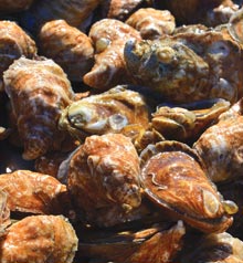 oysters-cover