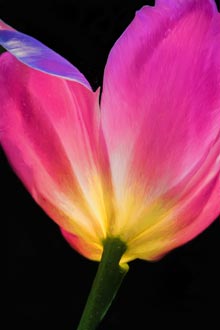 brick-wall-First-Tulip-of-Spring-SandyDimke-Tulip-1