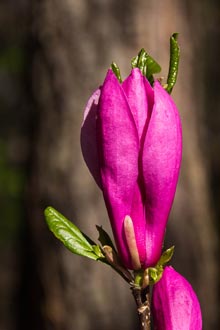 excellence-Rebecca-Bass-Magnolia-Blossom