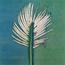 thursday-Carol-Kamm-Palmetto