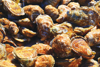 fall-Oysters