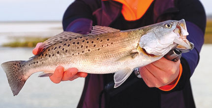 Catch-of-the-Day