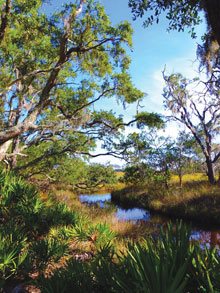 St Phillips Island Pristine Maritime Forest Marsh